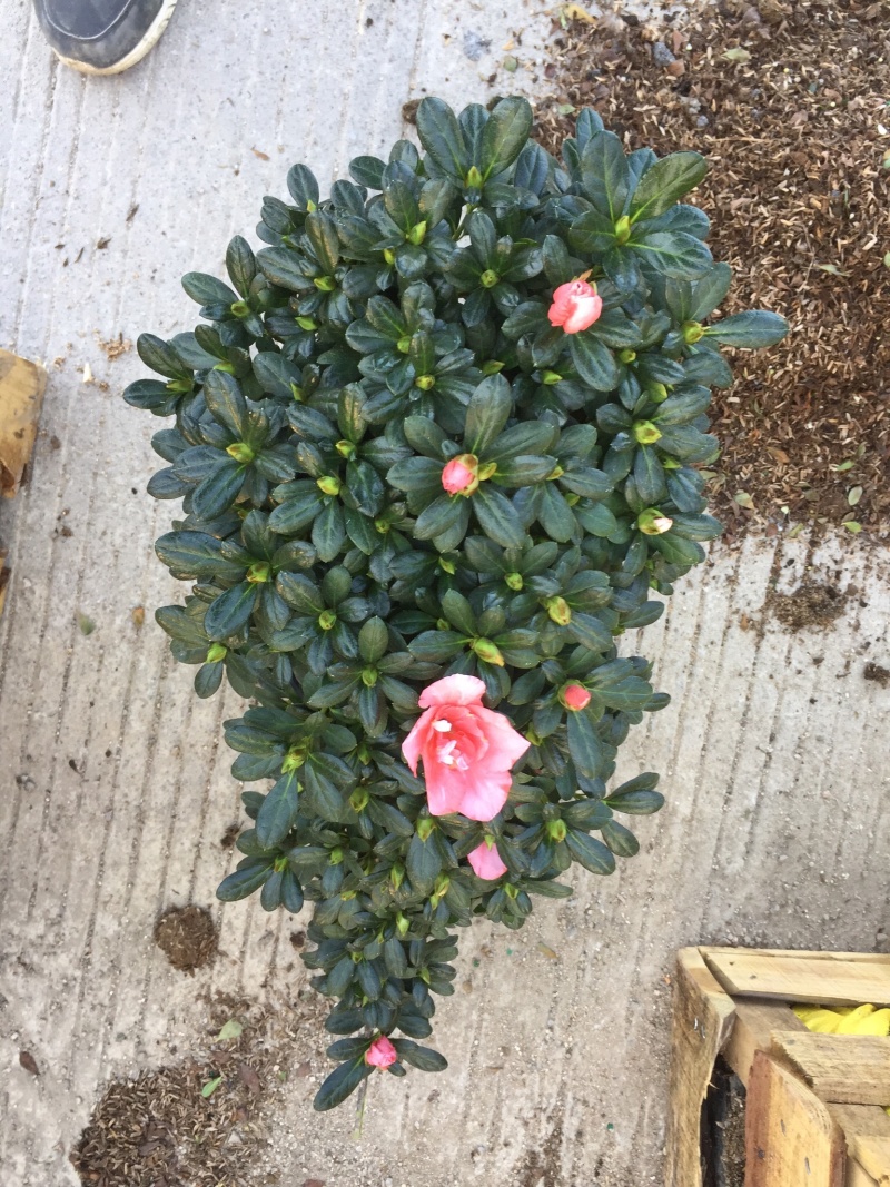 樱桃红杜鹃悬崖造型（一帆风顺）四季开花盆栽植物基地直销