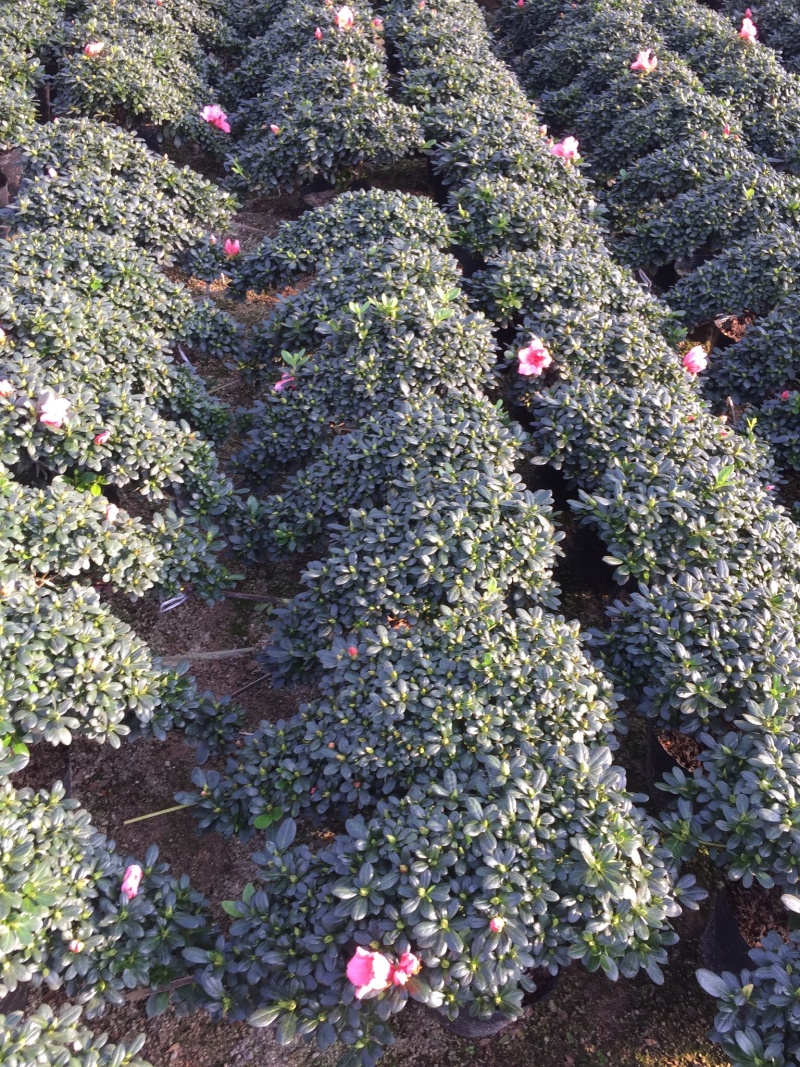 樱桃红杜鹃悬崖造型（一帆风顺）四季开花盆栽植物基地直销