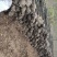 小叶香樟1到8公分（基地直供现挖发货成活率有保证）