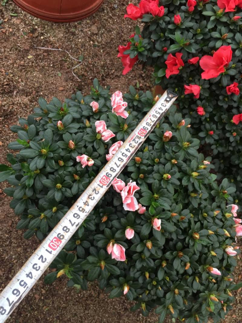 百🈴️杜鹃悬崖造型（一帆风顺）盆栽四季开花盆栽花卉盆景