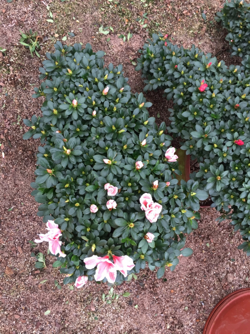 百🈴️杜鹃悬崖造型（一帆风顺）盆栽四季开花盆栽花卉盆景