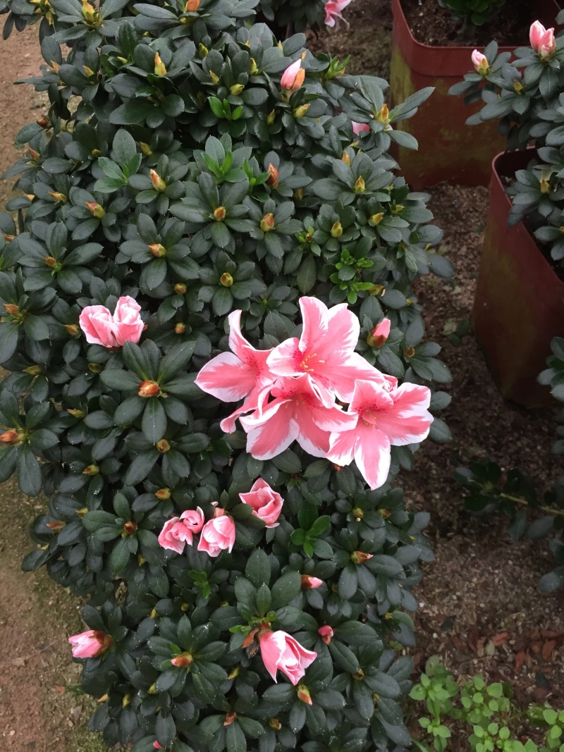 百🈴️杜鹃悬崖造型（一帆风顺）盆栽四季开花盆栽花卉盆景