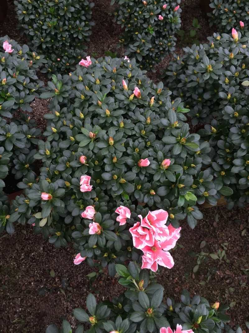 百🈴️杜鹃悬崖造型（一帆风顺）盆栽四季开花盆栽花卉盆景