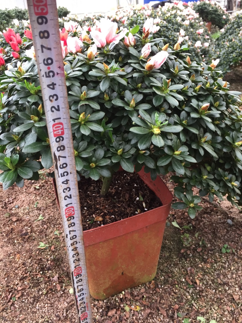 百🈴️杜鹃悬崖造型（一帆风顺）盆栽四季开花盆栽花卉盆景