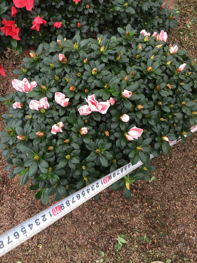 百🈴️杜鹃悬崖造型（一帆风顺）盆栽四季开花盆栽花卉盆景