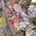 【黄庐，红庐小苗】定植二至十二公分，工程一级苗自家种植