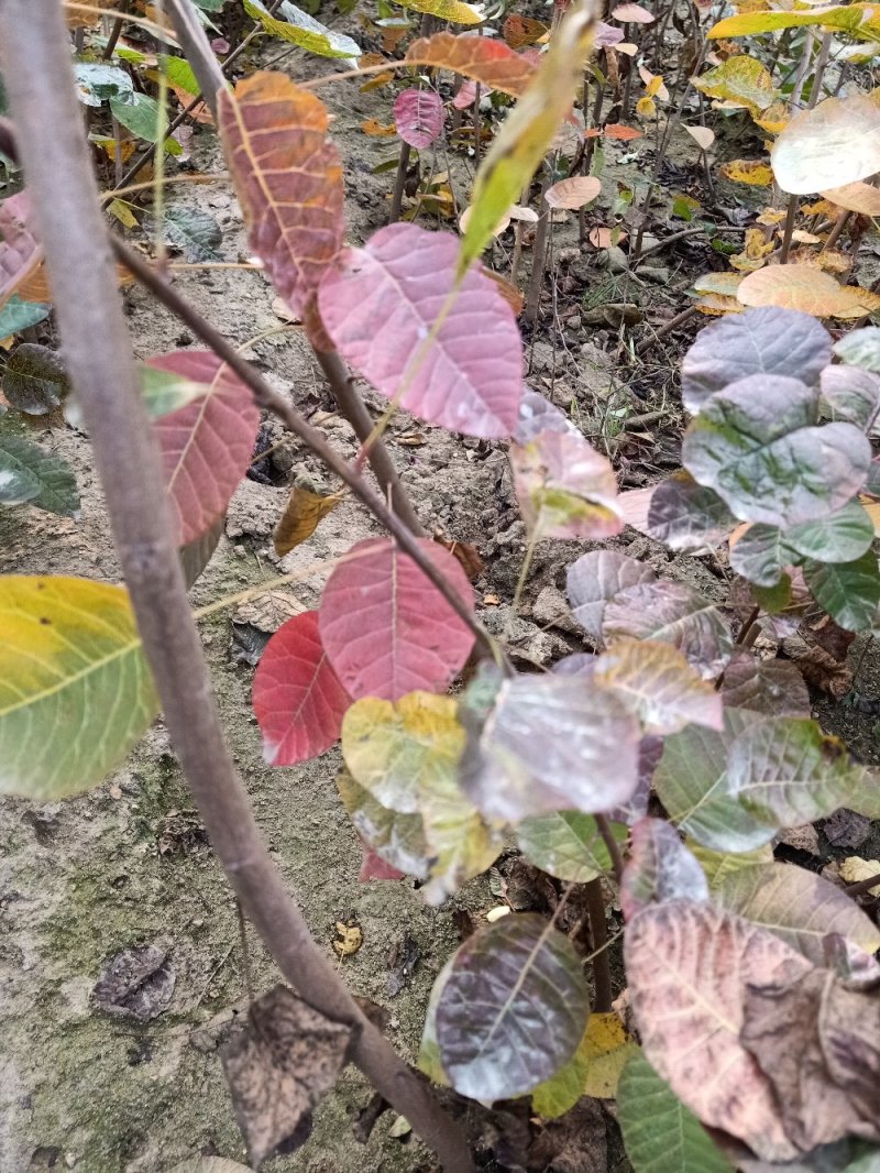 【黄庐，红庐小苗】定植二至十二公分，工程一级苗自家种植