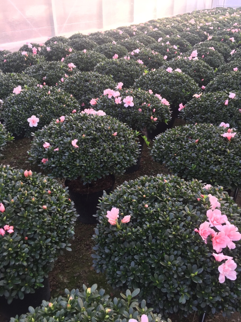 小桃红杜鹃四季开花80公分冠幅盆栽花卉盆景造型园林苗木