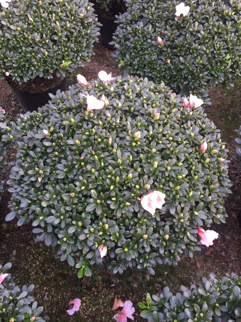 小桃红杜鹃四季开花80公分冠幅盆栽花卉盆景造型园林苗木