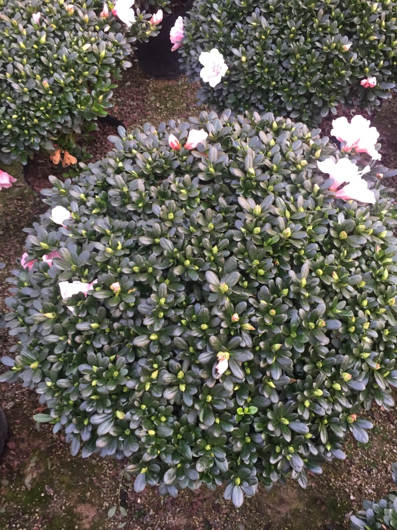 小桃红杜鹃四季开花80公分冠幅盆栽花卉盆景造型园林苗木