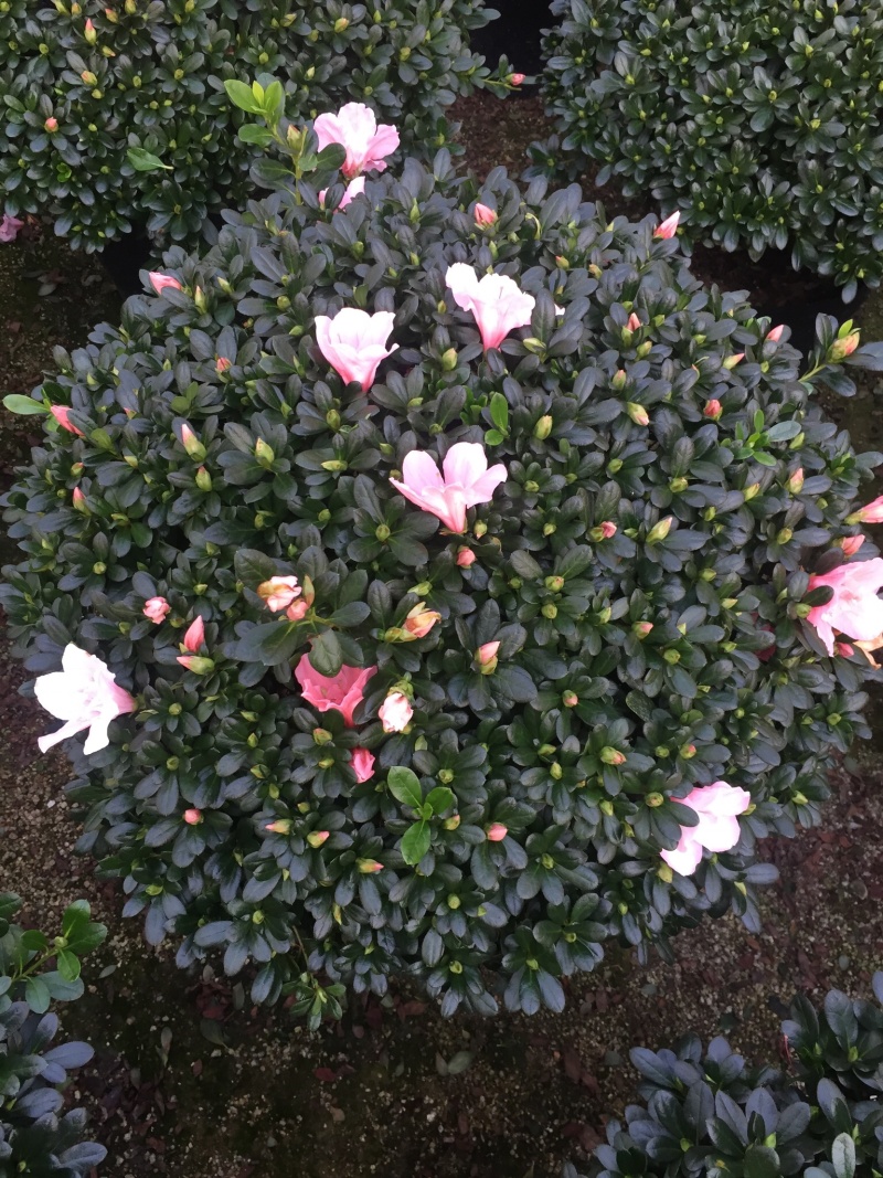 小桃红杜鹃四季开花80公分冠幅盆栽花卉盆景造型园林苗木