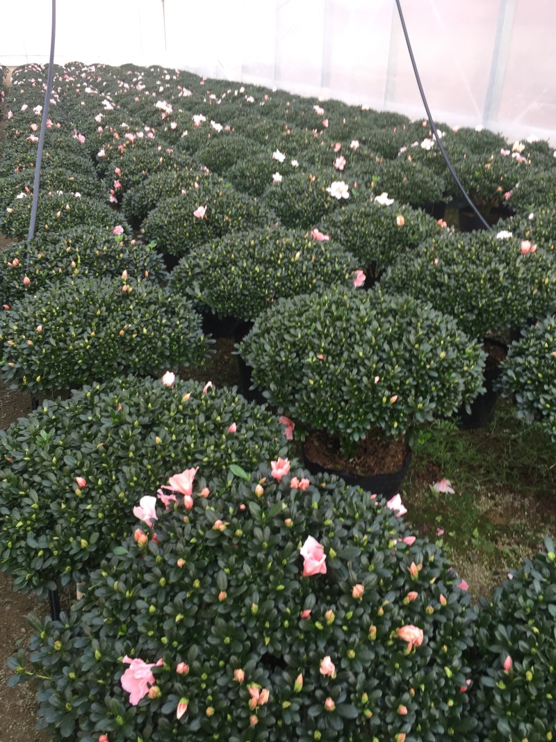 小桃红杜鹃四季开花80公分冠幅盆栽花卉盆景造型园林苗木