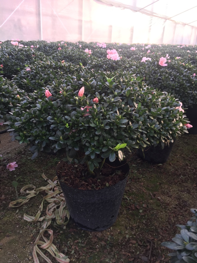小桃红杜鹃四季开花80公分冠幅盆栽花卉盆景造型园林苗木