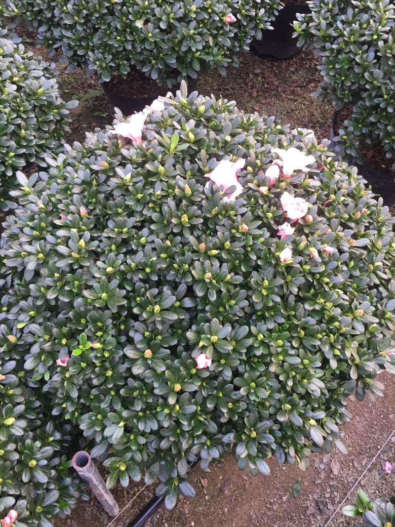 小桃红杜鹃四季开花80公分冠幅盆栽花卉盆景造型园林苗木