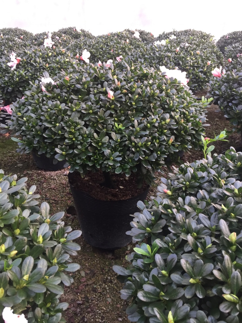 小桃红杜鹃四季开花80公分冠幅盆栽花卉盆景造型园林苗木