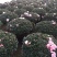 小桃红杜鹃四季开花80公分冠幅盆栽花卉盆景造型园林苗木