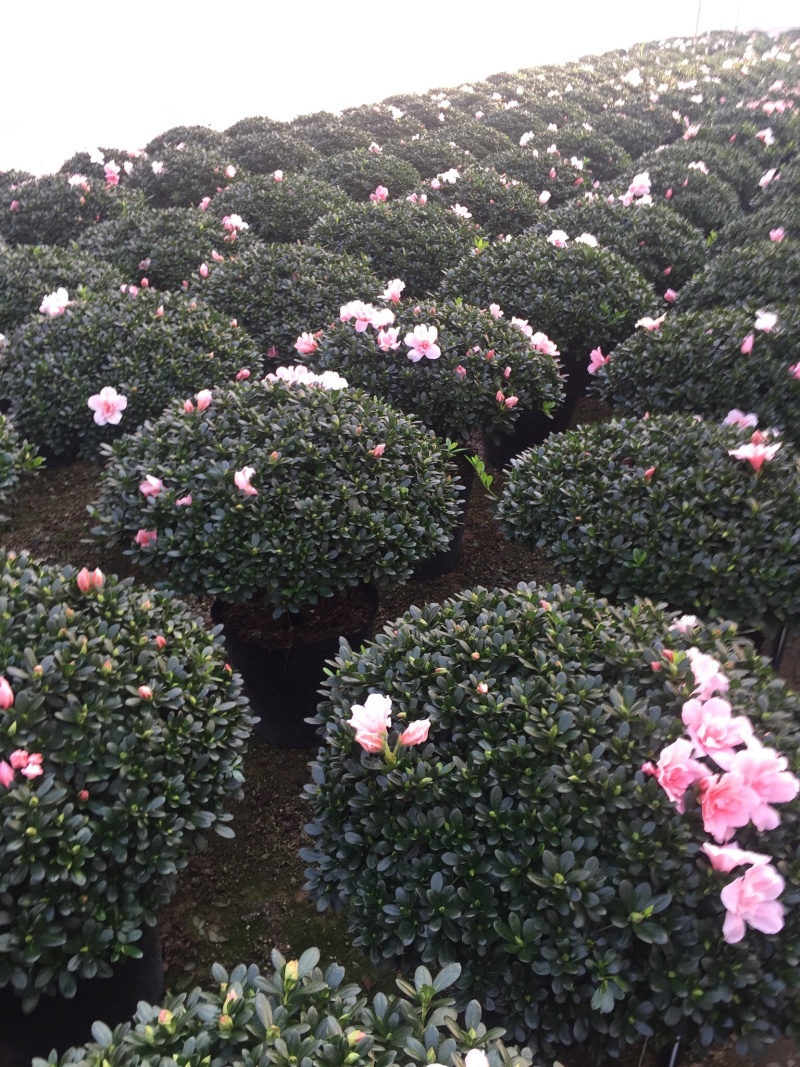 小桃红杜鹃四季开花80公分冠幅盆栽花卉盆景造型园林苗木