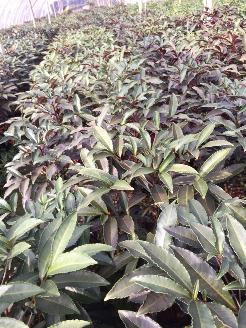 紫贝富贵籽黄金万两盆景花卉园林绿化景观苗木绿植基地直销