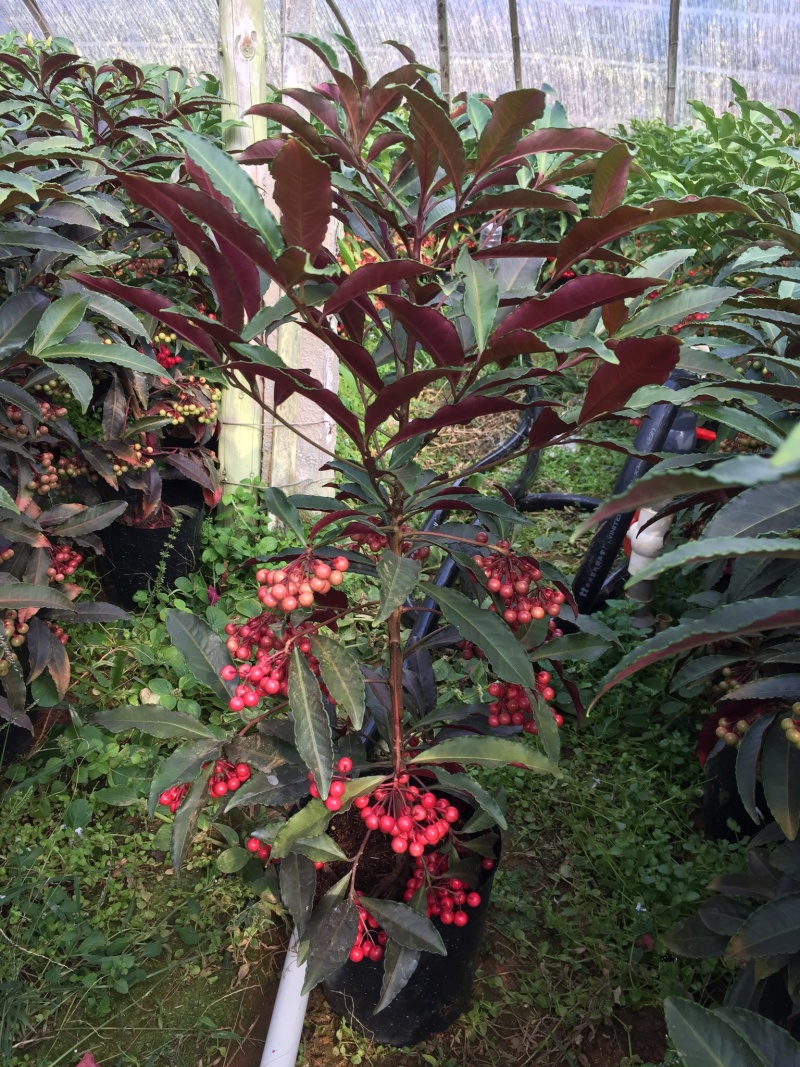 紫贝富贵籽黄金万两盆景花卉园林绿化景观苗木绿植基地直销