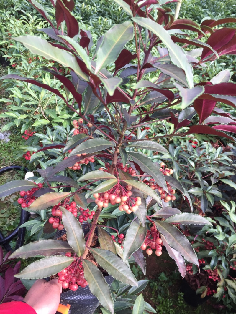紫贝富贵籽黄金万两盆景花卉园林绿化景观苗木绿植基地直销