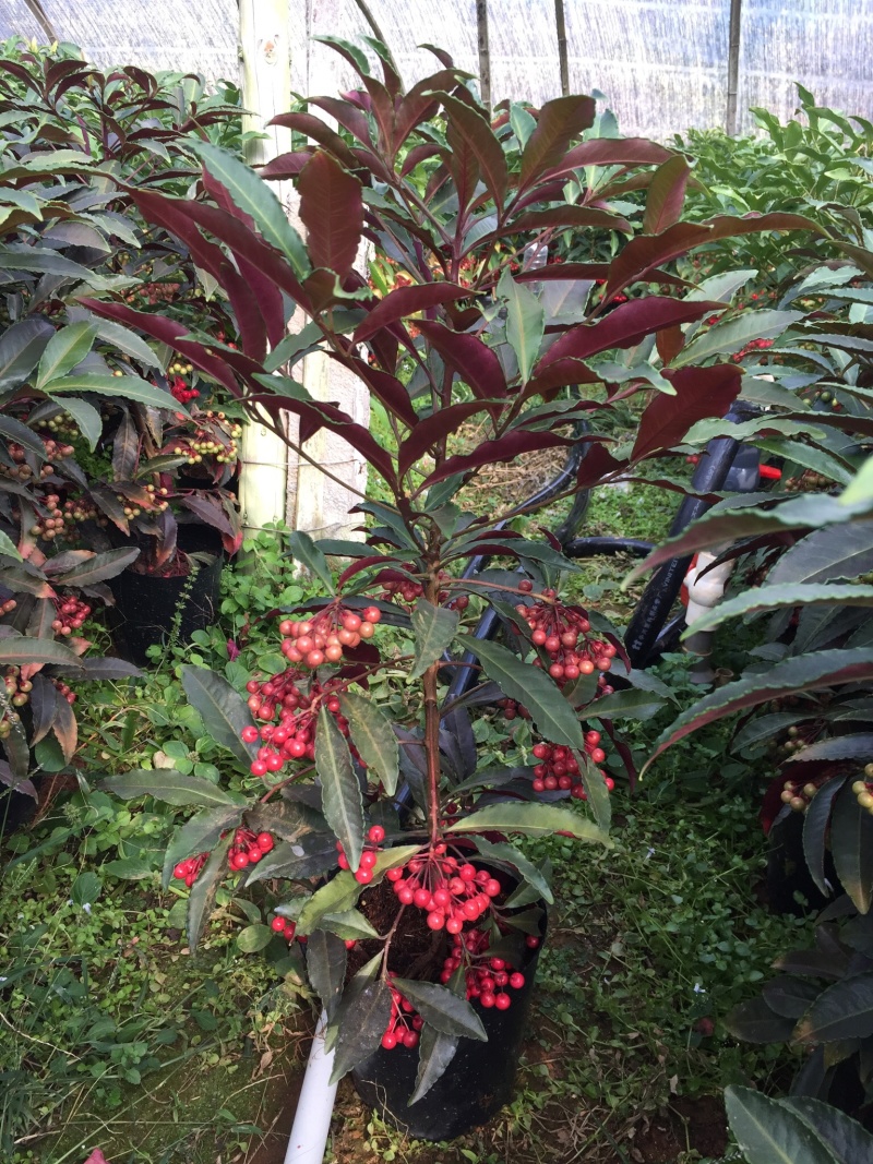 紫贝富贵籽黄金万两盆景花卉园林绿化景观苗木绿植基地直销