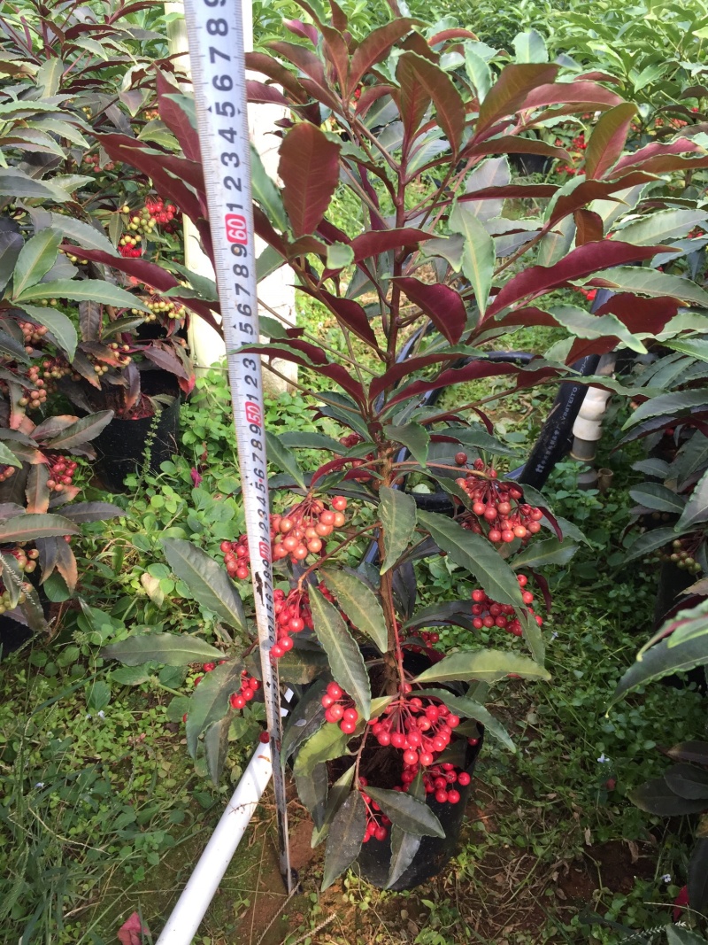 紫贝富贵籽黄金万两盆景花卉园林绿化景观苗木绿植基地直销