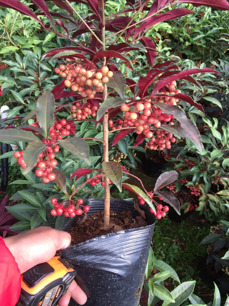 紫贝富贵籽黄金万两盆景花卉园林绿化景观苗木绿植基地直销