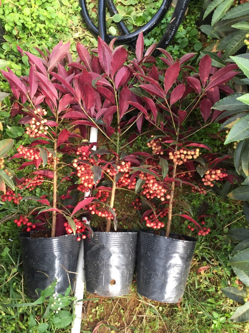 紫贝富贵籽黄金万两盆景花卉园林绿化景观苗木绿植基地直销