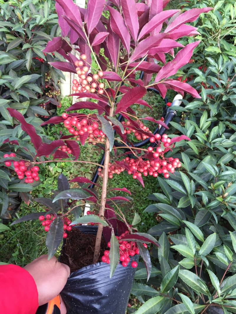 紫贝富贵籽黄金万两盆景花卉园林绿化景观苗木绿植基地直销