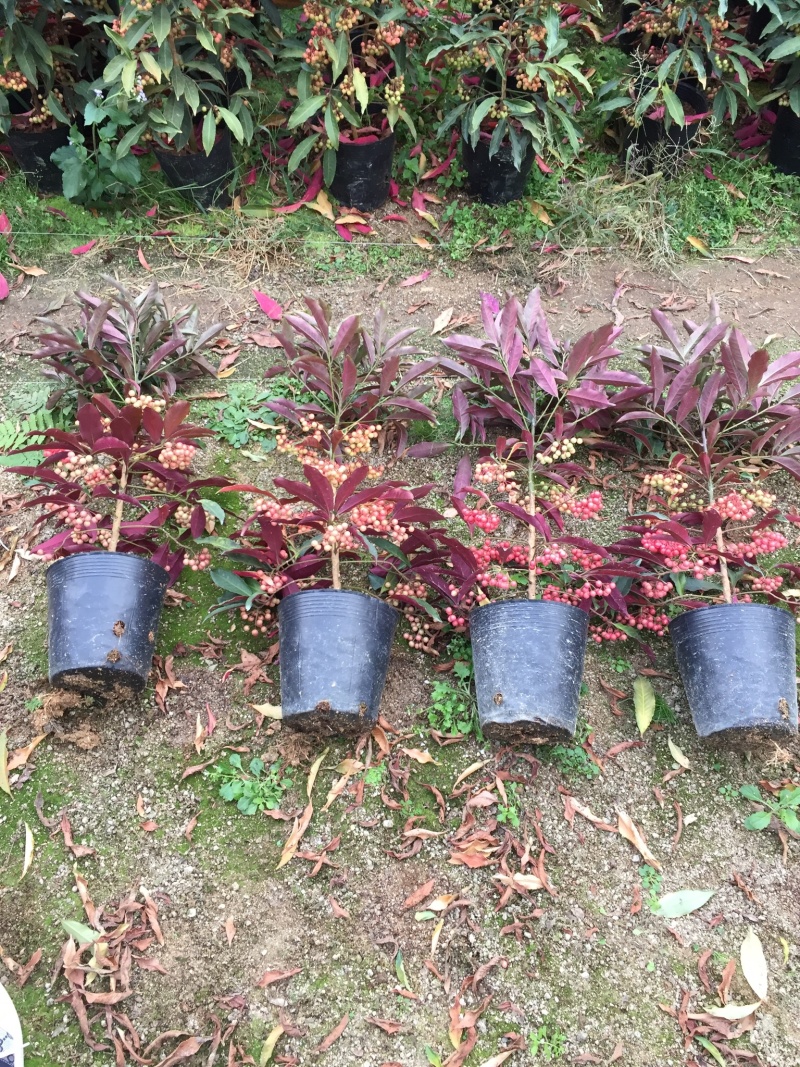 紫贝富贵籽黄金万两盆景花卉园林绿化景观苗木绿植基地直销
