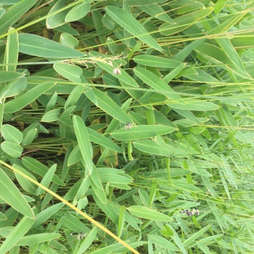 水生植物和观赏花草基本直销