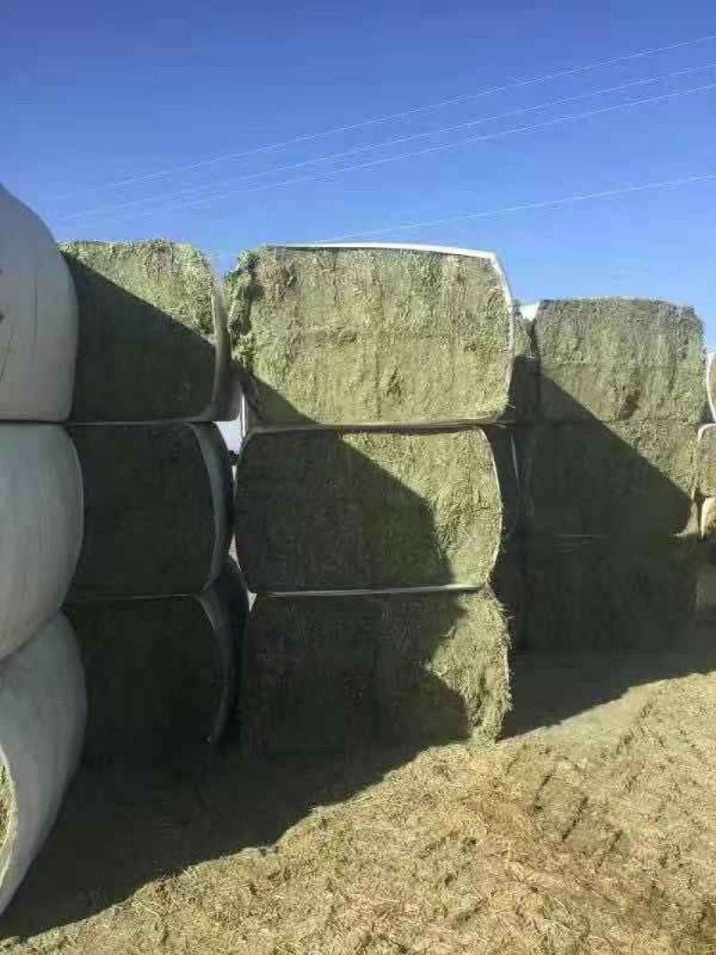 进口苜蓿草全国批发进口苜蓿草优质苜蓿草蛋白含量高粗纤维