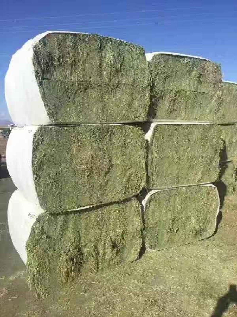 进口苜蓿草全国批发进口苜蓿草优质苜蓿草蛋白含量高粗纤维