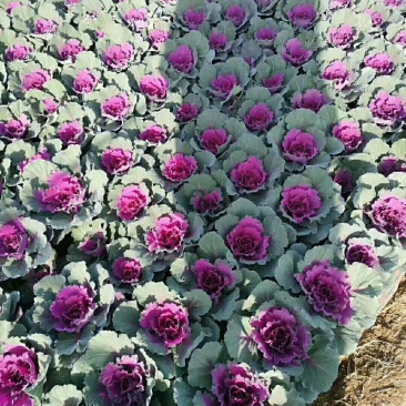 鸽系列羽衣甘蓝冬季耐寒进口品种时令草花花坛组摆欢迎咨询