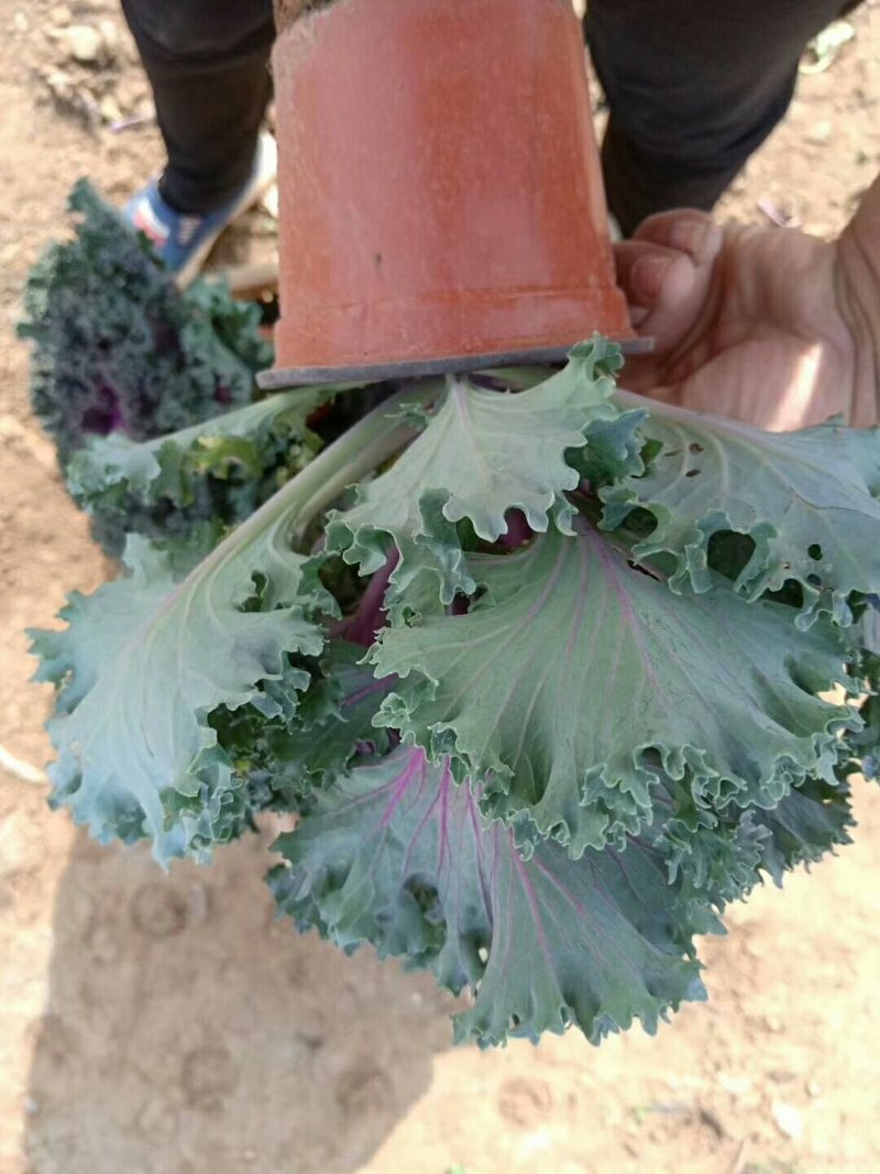 鸽系列羽衣甘蓝冬季耐寒进口品种时令草花花坛组摆欢迎咨询