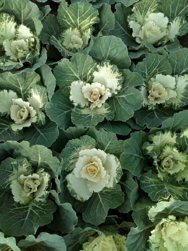 鸽系列羽衣甘蓝冬季耐寒进口品种时令草花花坛组摆欢迎咨询