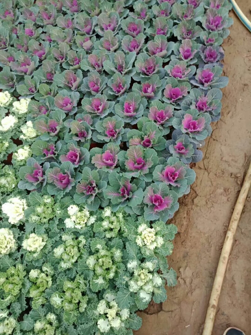 鸽系列羽衣甘蓝冬季耐寒进口品种时令草花花坛组摆欢迎咨询
