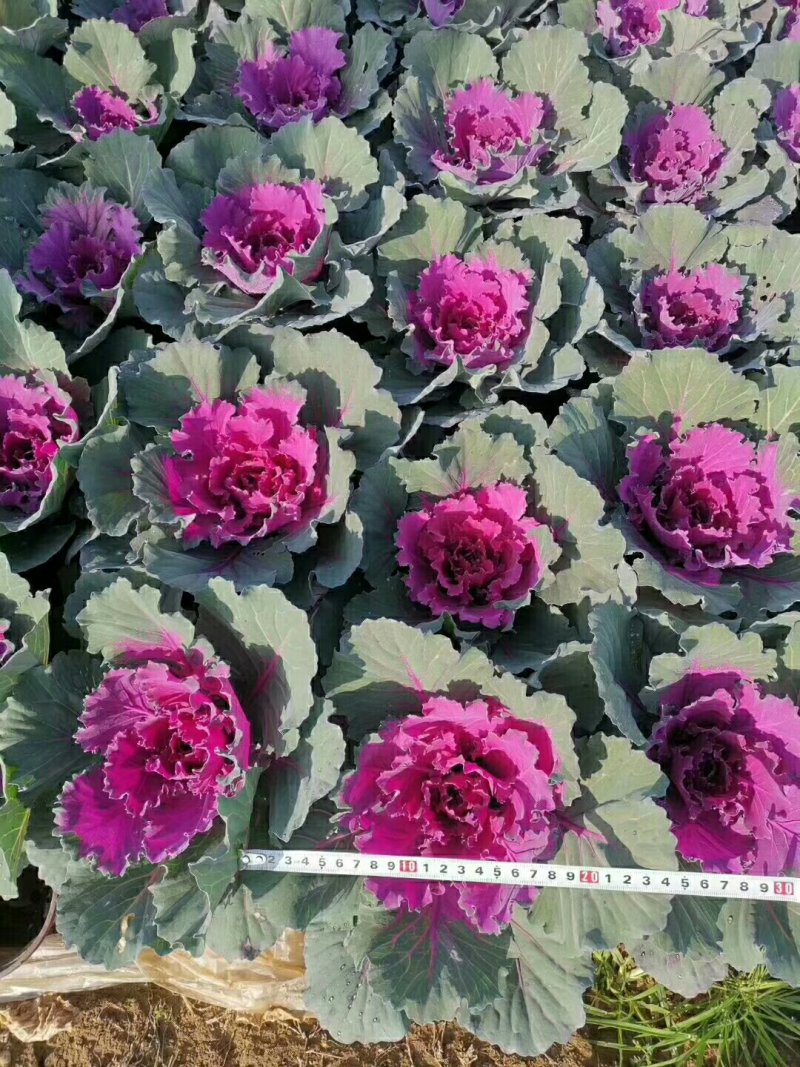 鸽系列羽衣甘蓝冬季耐寒进口品种时令草花花坛组摆欢迎咨询