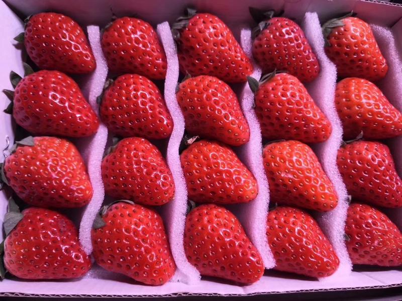 【精品】大量供应长丰红颜草莓，专业代办专业的人做专业的事