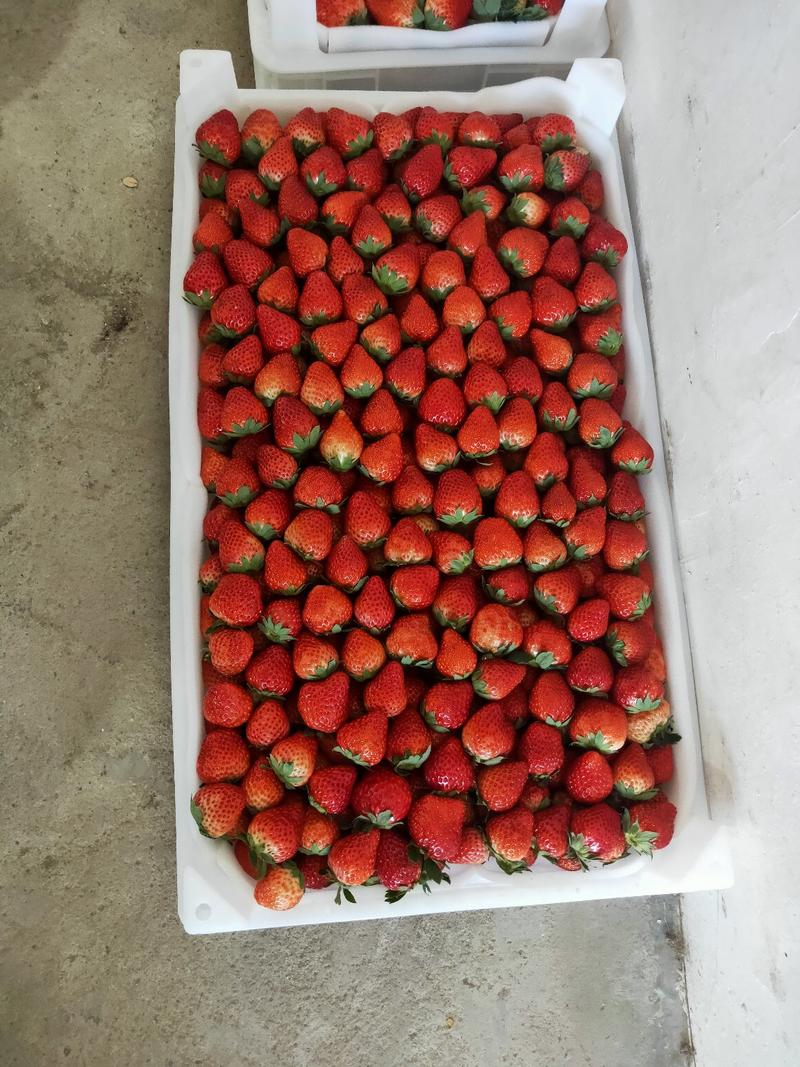 【精品】大量供应长丰红颜草莓，专业代办专业的人做专业的事