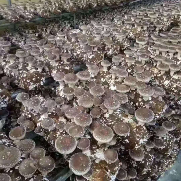 鲜香菇有感兴趣的客户和朋友联系