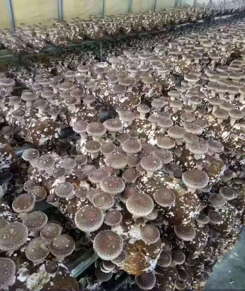 鲜香菇有感兴趣的客户和朋友联系