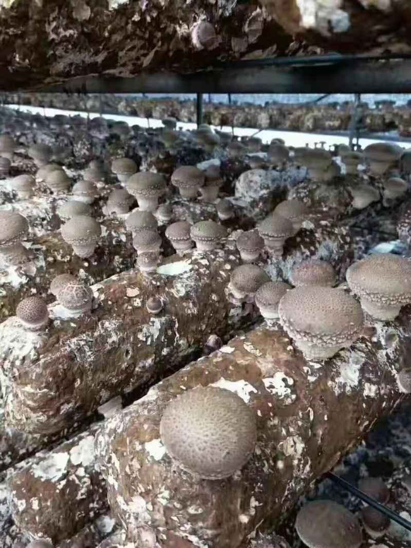鲜香菇有感兴趣的客户和朋友联系