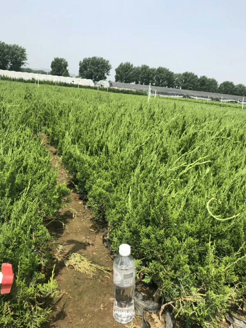 龙柏绿化苗木大量出售欢迎咨询各类苗木上车价