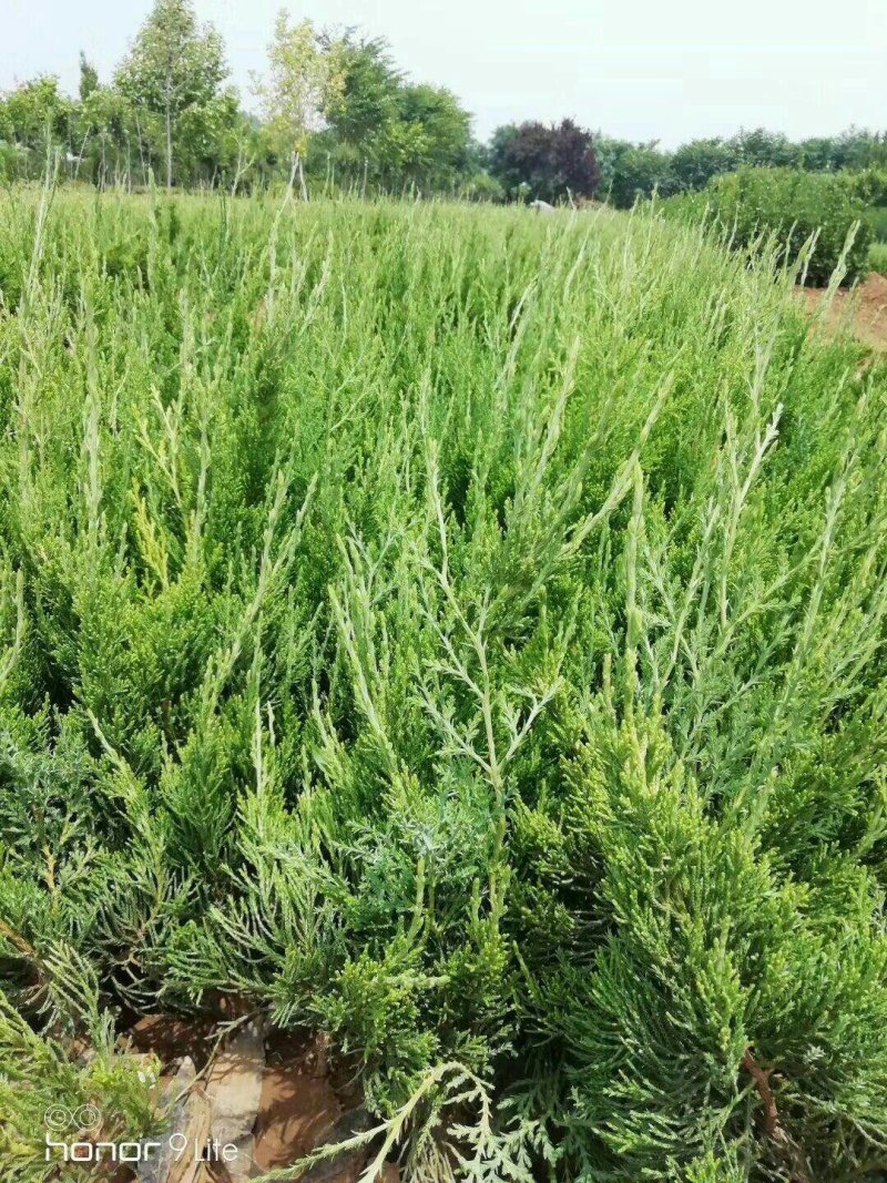 龙柏绿化苗木大量出售欢迎咨询各类苗木上车价