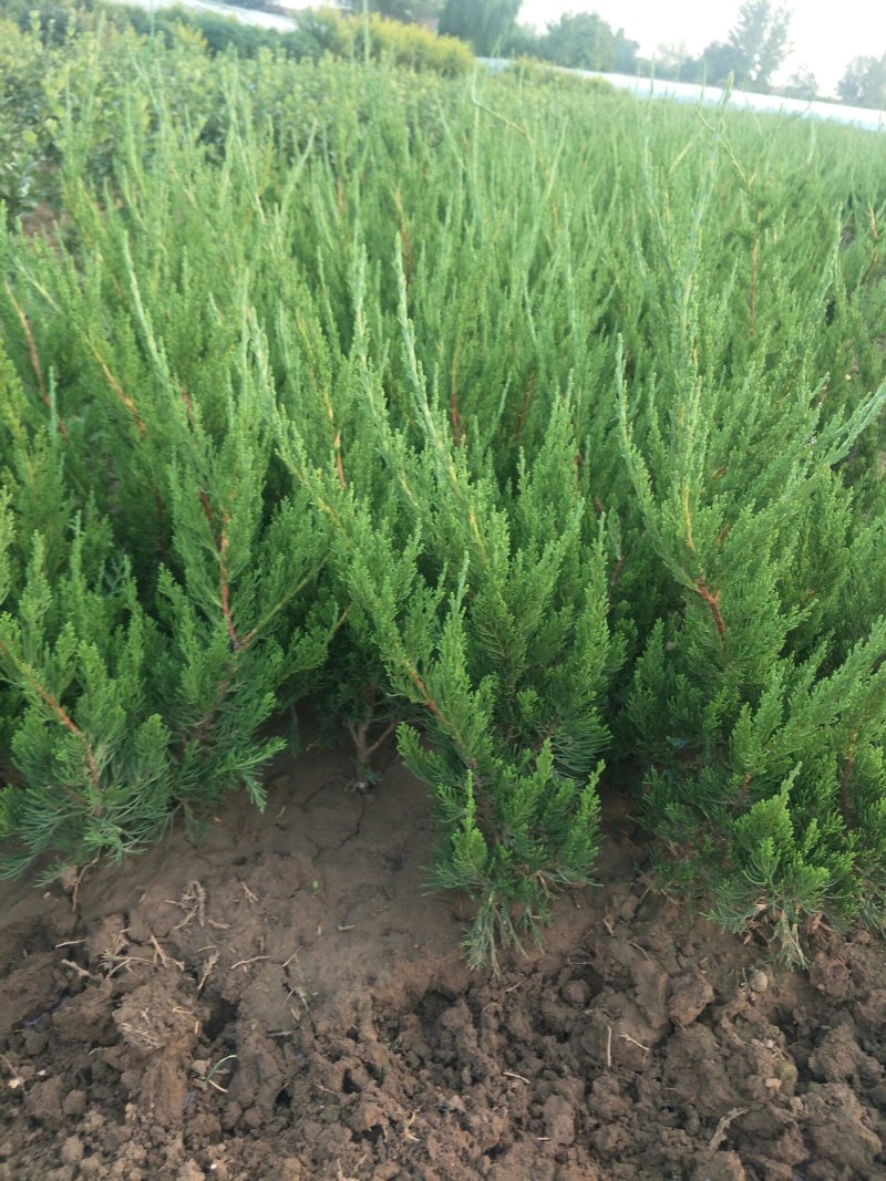 龙柏绿化苗木大量出售欢迎咨询各类苗木上车价