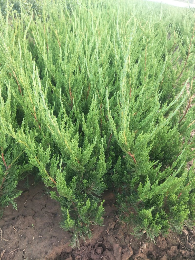 龙柏绿化苗木大量出售欢迎咨询各类苗木上车价