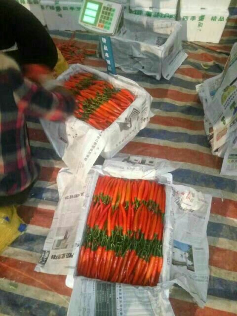 精品孟定朝天椒（小米椒）