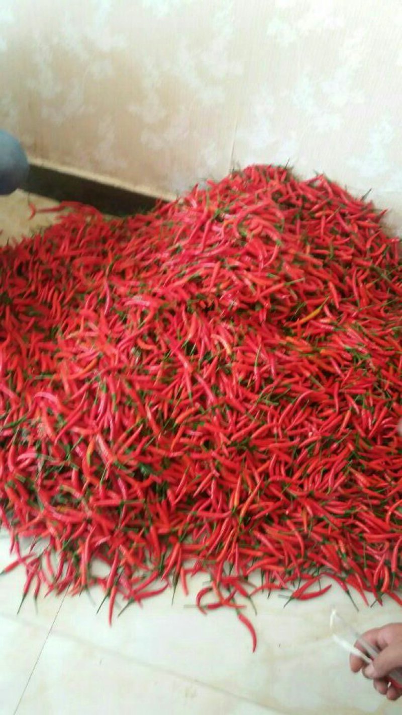 精品孟定朝天椒（小米椒）