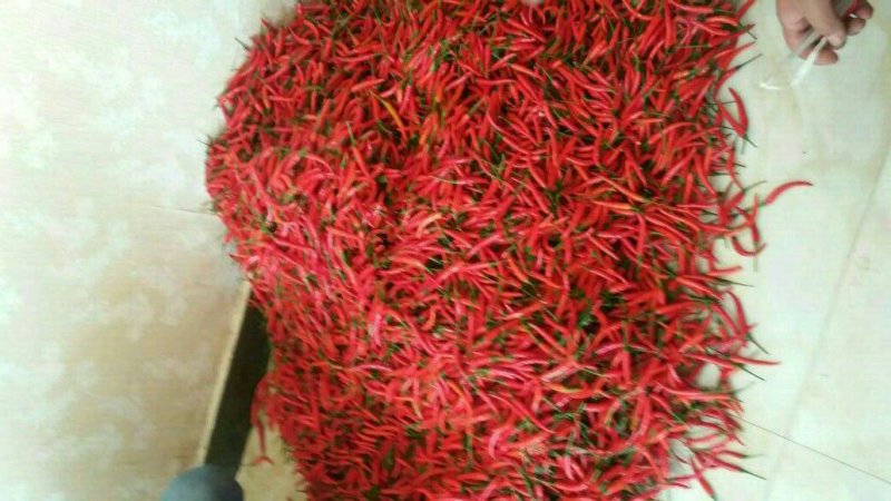 精品孟定朝天椒（小米椒）
